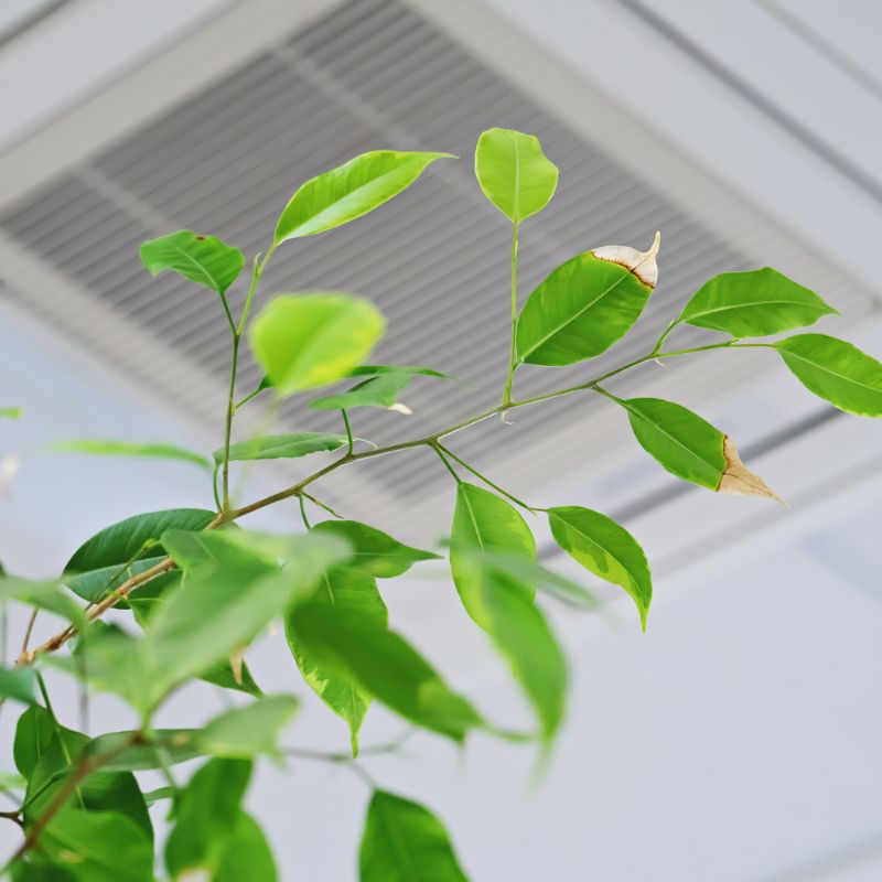 a view of leaves on an indoor plant with an HVAC ceiling vent in the background